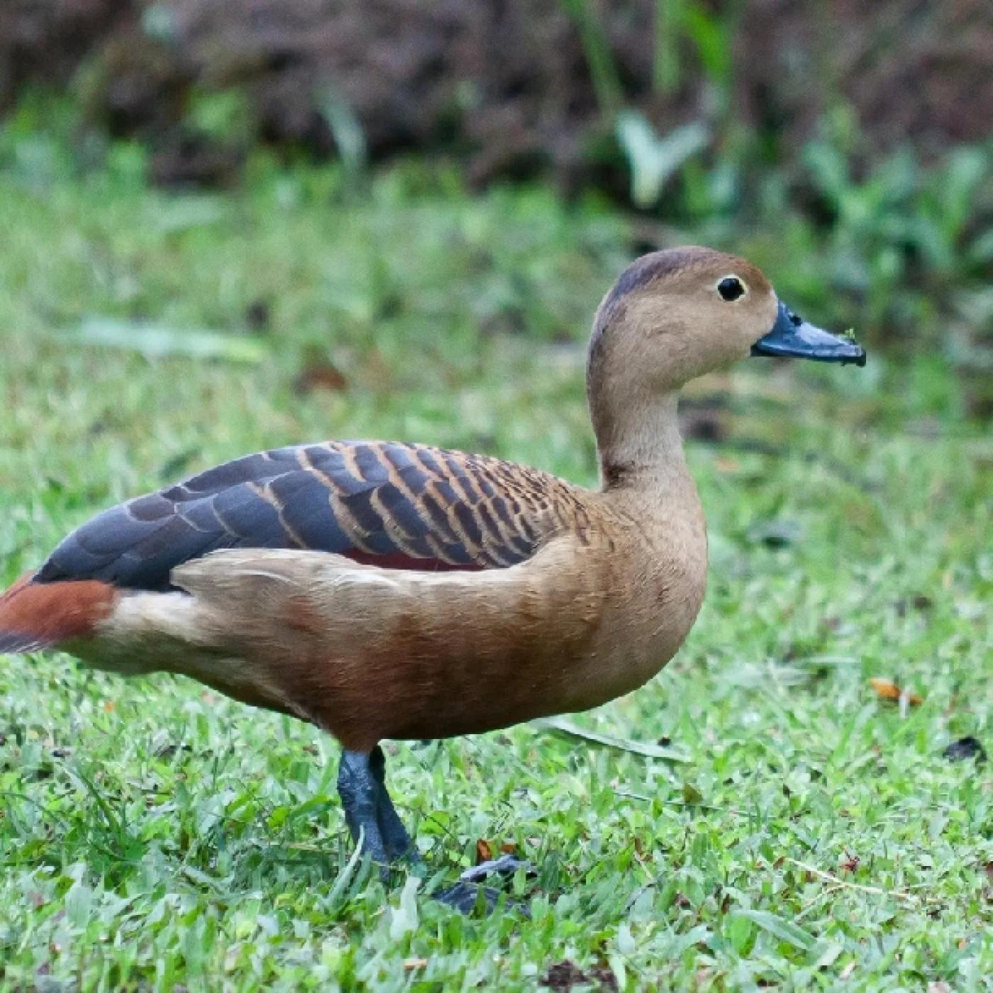 Vịt kỳ lừa